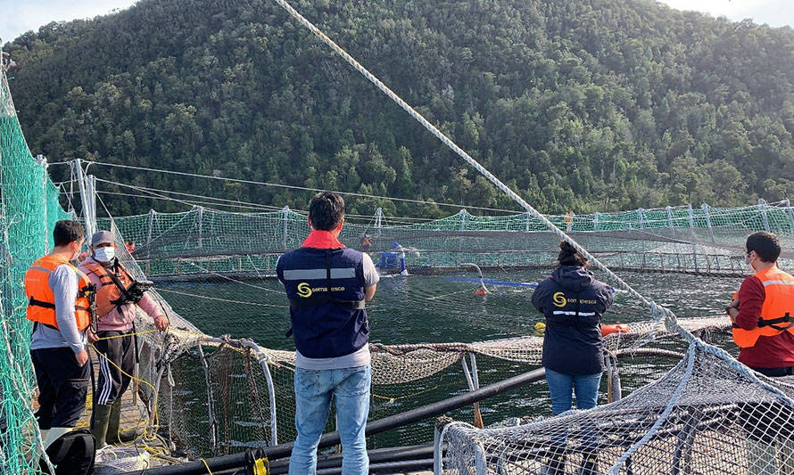 Mortalidades masivas de salmones en Los Lagos y Aysén ya suman 2900 toneladas