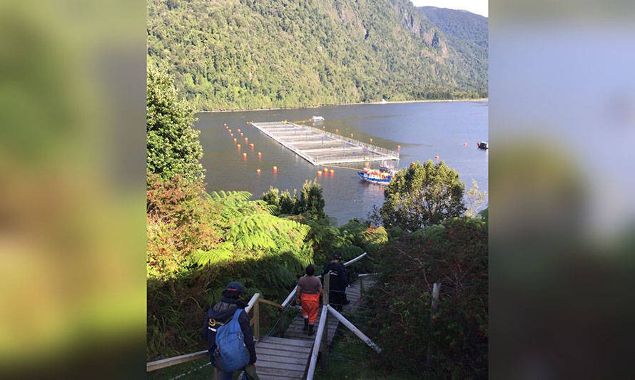 Sernapesca actualiza cifra de mortalidades de salmones en Los Lagos y Aysén: pérdidas llegan a 3949 toneladas