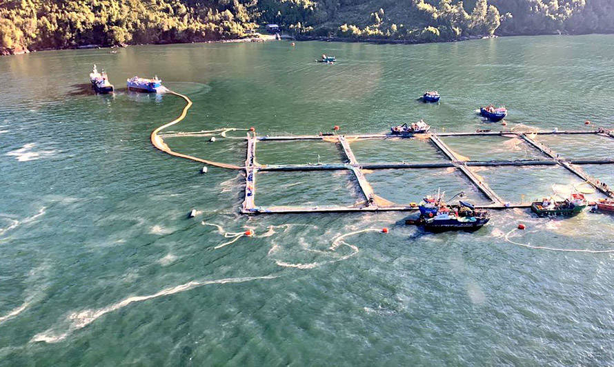 Mortalidad masiva: Armada presentará denuncia por daño ambiental en el fiordo Comau