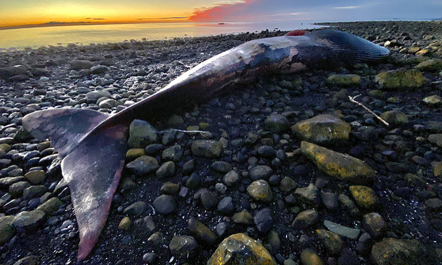 Confirman que ballena azul varada en Chaitén murió por choque con embarcación