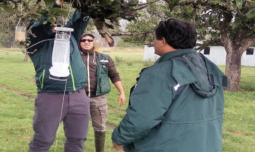 SAG realiza vigilancia de enfermedad en animales provocada por insectos vectores