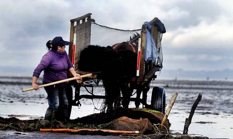 Subpesca crea canal de comunicación permanente con mujeres de la pesca artesanal