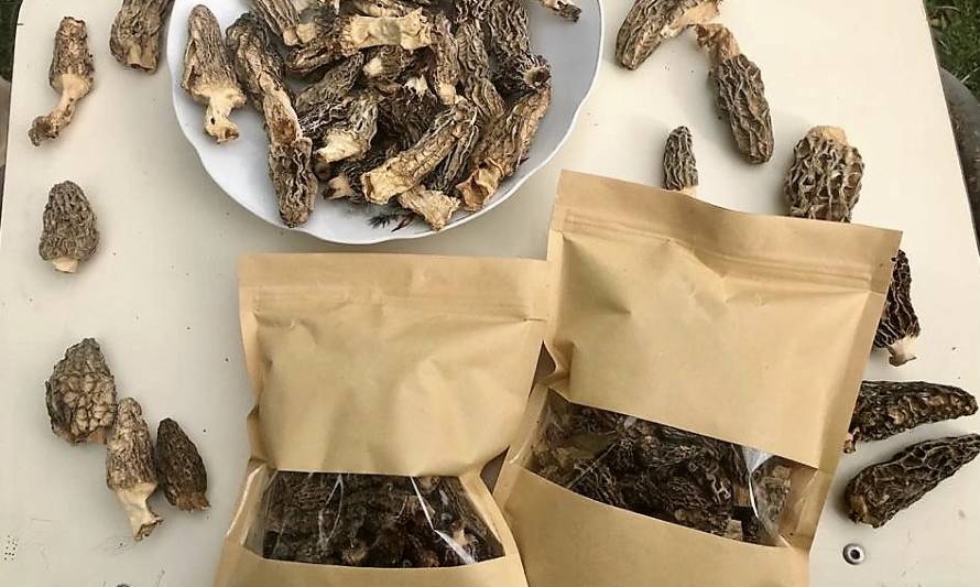 Morchella: Cooperativa trabaja para dar valor a hongo silvestre de la Patagonia