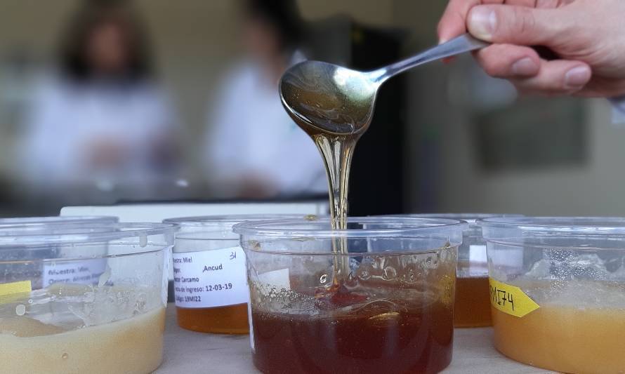 Investigadora de INIA Remehue resalta rol de las abejas y la calidad diferenciada de la miel producida en el sur de Chile