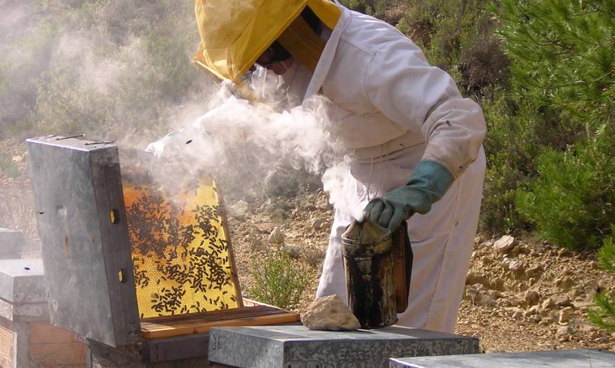 Mesa Apícola Regional llama a proteger producción de miel