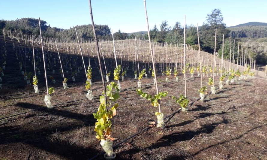 Paso a paso pequeños agricultores concretan primer cultivo de viñas en la Región de Los Lagos