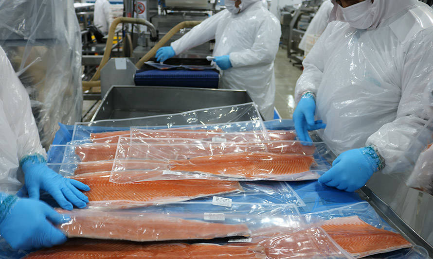Volumen récord: industria salmonera chilena supera por primera vez el millón de toneladas de producción