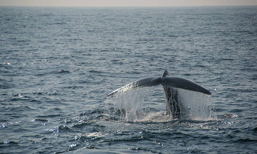 Escolares aprenden sobre el océano en charlas con “embajadores” Subpesca