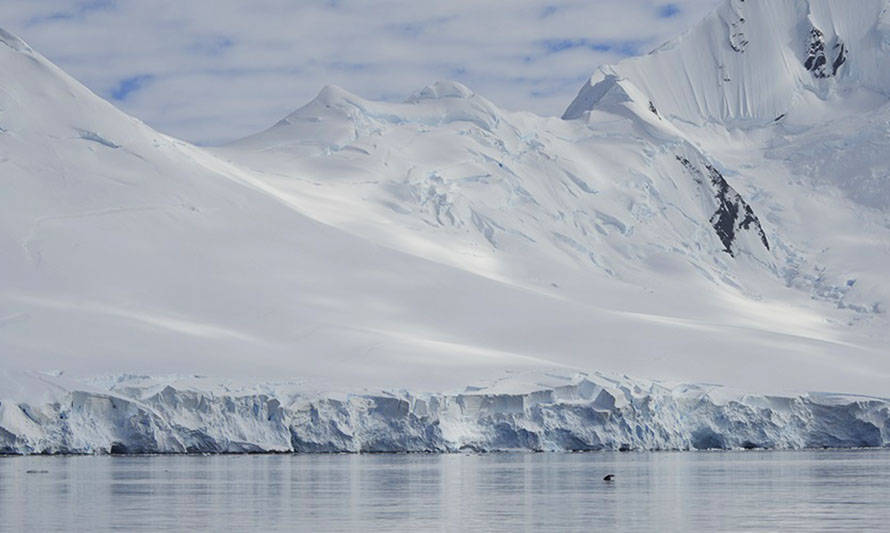 Investigadores analizaron cambios en el fitoplancton antártico durante los últimos 20 años