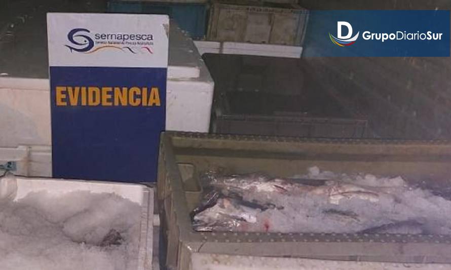 Detectan transporte ilegal de merluza del sur en Hualaihué