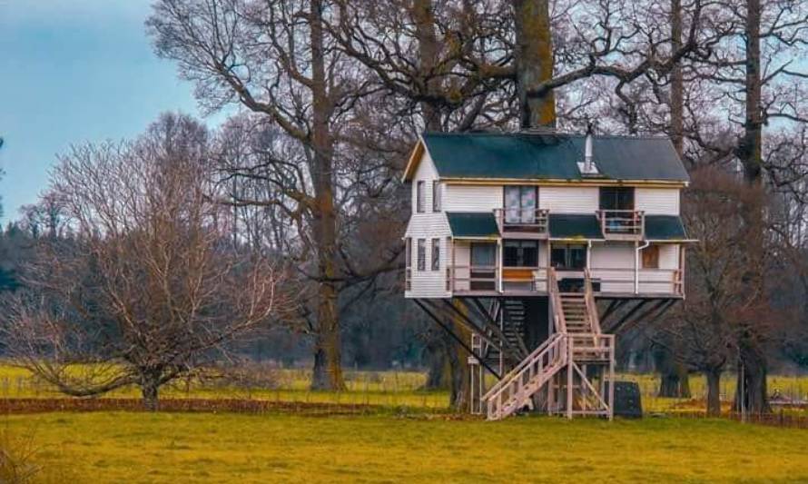 Familia osornina cuenta verdadera historia detrás de su casa en el árbol