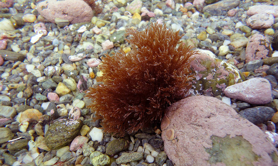 Investigación descubrió nuevas especies de alga roja en el sur de Chile