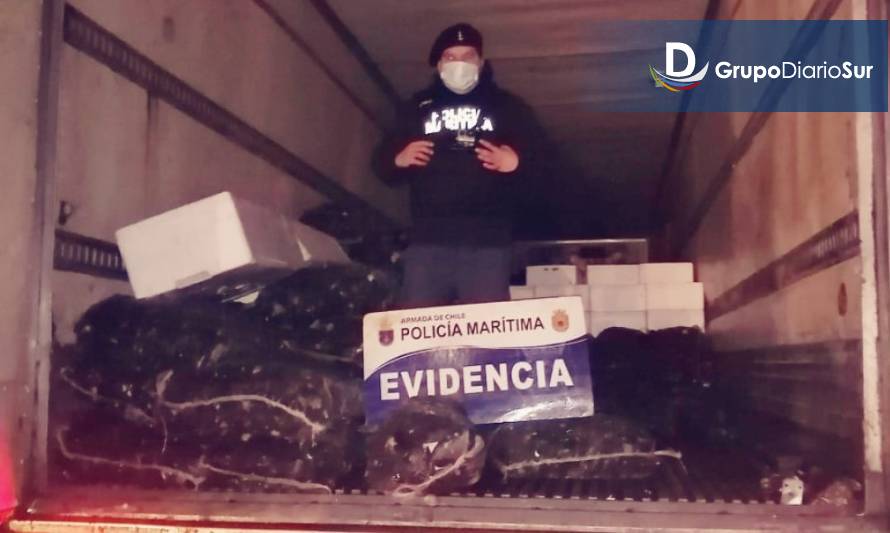 Policía Marítima incautó centenares de kilos de cholga en Ancud