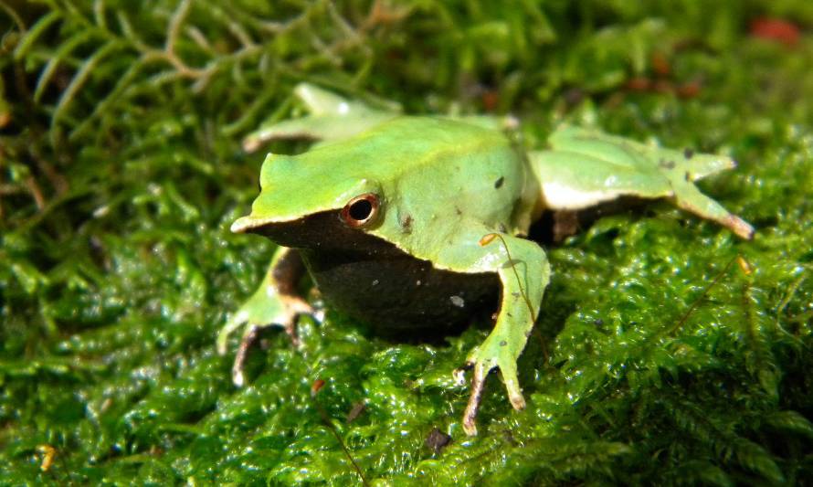 Lanzan “Lista Verde” de especies para medir la recuperación e impacto de las acciones de conservación