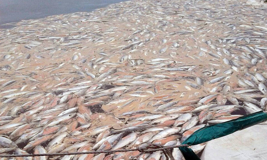 Senador Quinteros califica como “inaceptable” que se cierre sin sanciones causa por vertimiento de salmones 