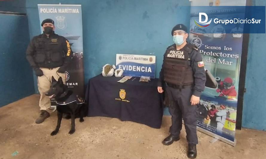 Canes de la Armada detectan 2 mil dosis de marihuana en Ancud