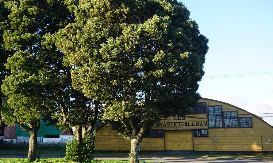 Invitan a la comunidad a identificar los árboles patrimoniales de las ciudades del lago Llanquihue