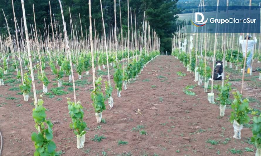 Un 100% de plantación alcanza proyecto de desarrollo de viñas en la zona 