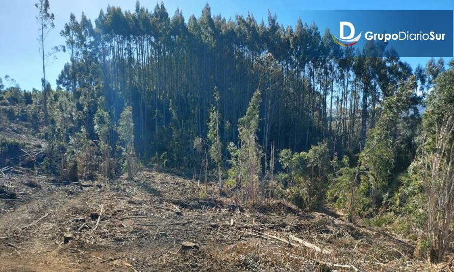 PDI investiga muerte de trabajador forestal en San Juan de la Costa