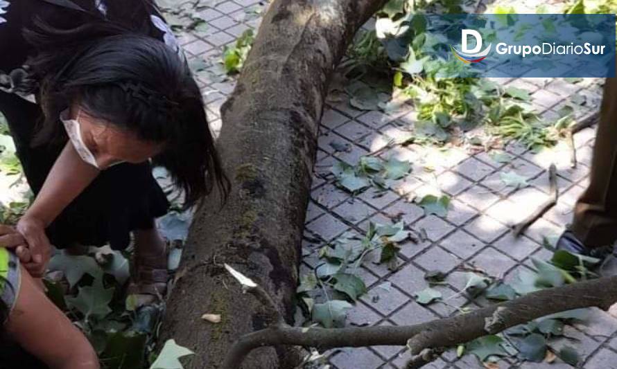 Caída de árbol en Osorno hirió a cuatro transeúntes