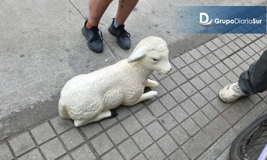 Insólito robo de "corderos" desde la Plaza de Armas de Osorno