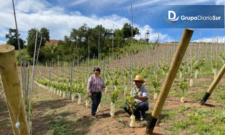 Con la creación de nuevos viñedos en la región finalizó proyecto 