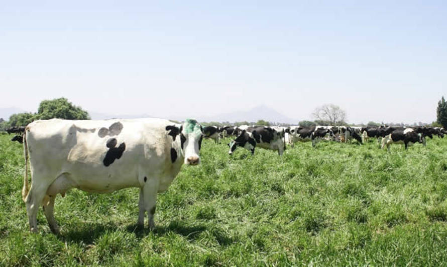 Producción de leche mantiene un resultado mixto entre enero y noviembre