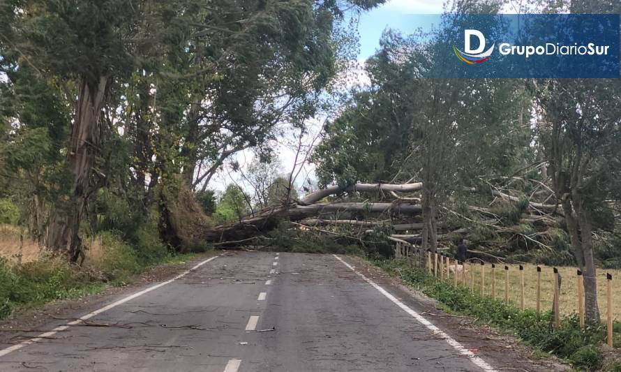 Caída de árbol provocó corte de ruta en Puyehue 