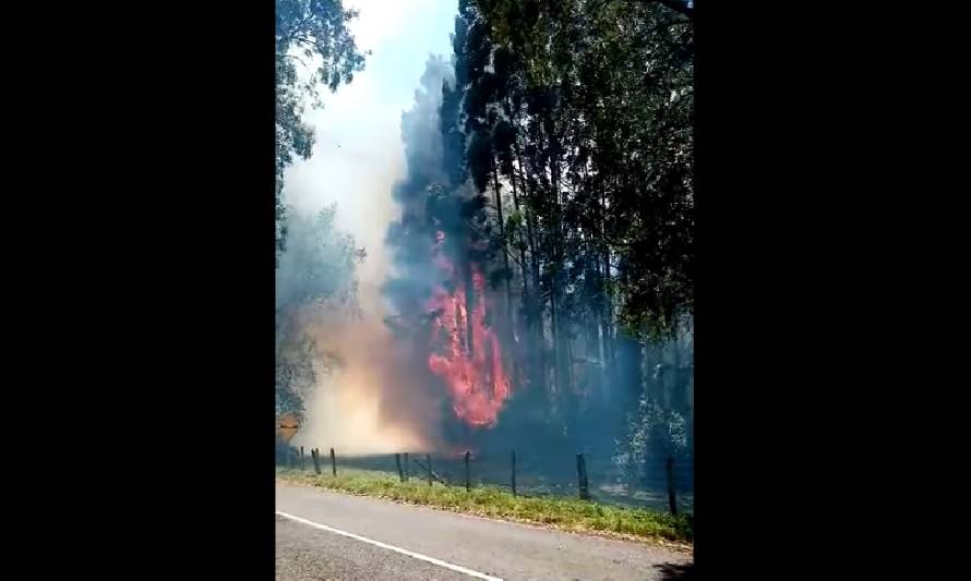 Se reporta incendio de pastizales y eucaliptos en Puyehue