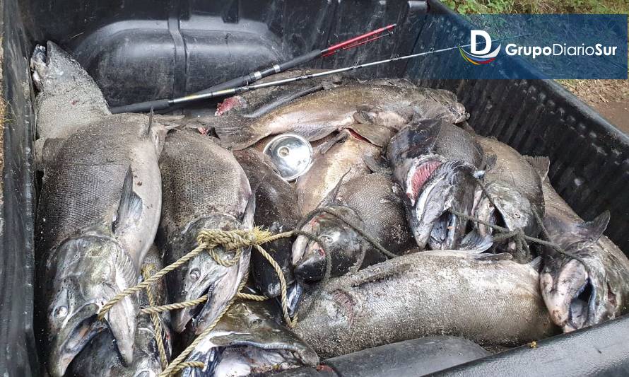 Pesca furtiva: Sernapesca detecta transporte de 910 kilos de salmón Chinook