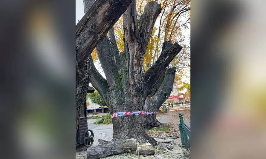 Municipio interviene árboles en la Plaza de Armas de Osorno