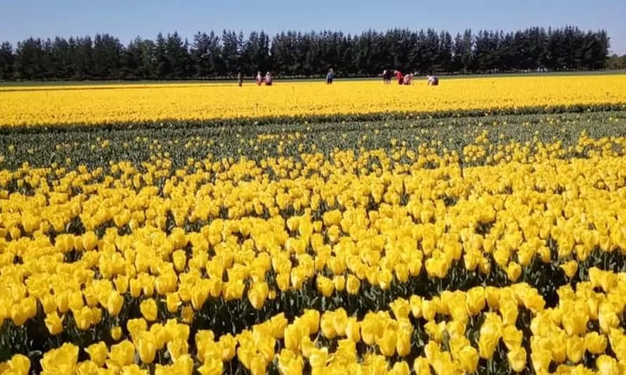 Paillaco apuesta por convertirse en la capital chilena de los tulipanes