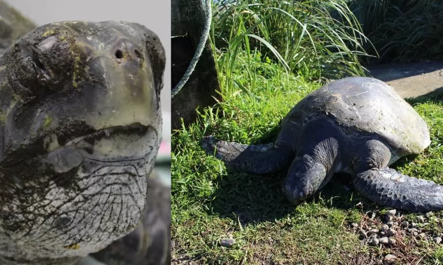 Heroica labor conjunta permitió rescate de tortuga varada en Los Ríos