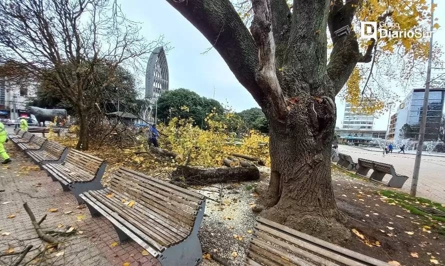 Realizan remoción de restos de árboles maduros y enfermos en plaza de armas de Osorno