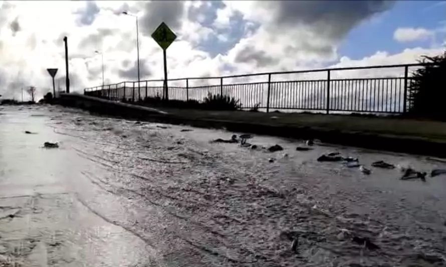 Increíble imagen de salmones nadando en las calles de Puerto Montt