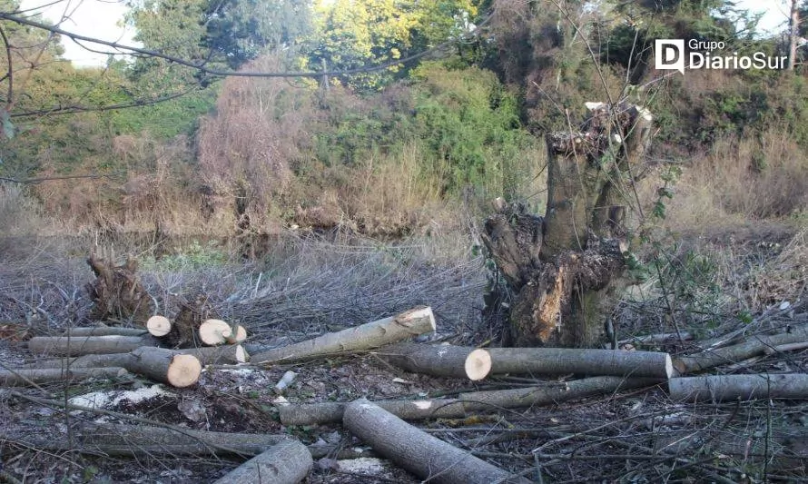 Presentan denuncia por corte de árboles a orillas del río Damas 