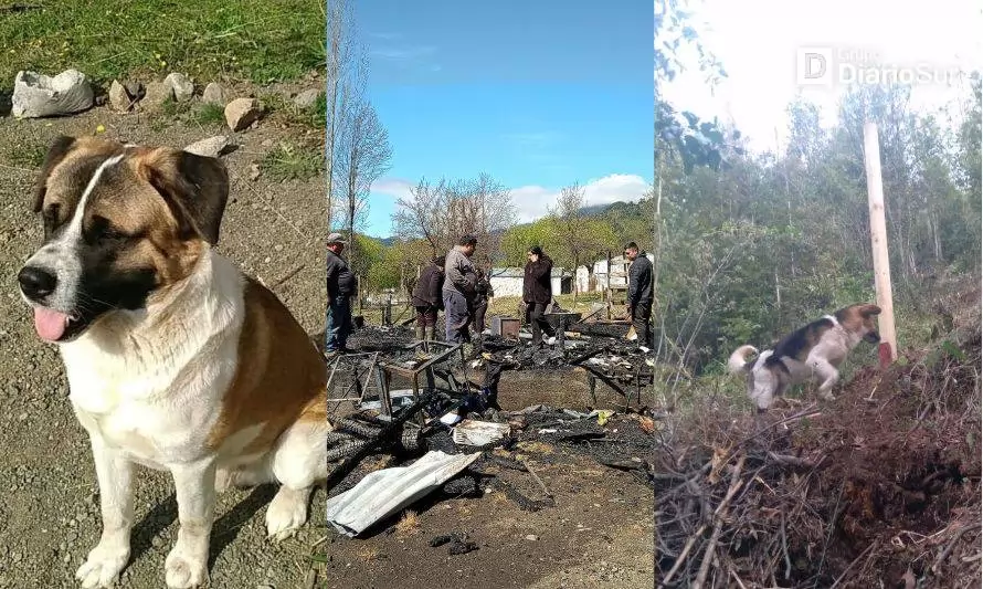 Familia denuncia intencionalidad tras incendio en el que perdieron su hogar y dos mascotas