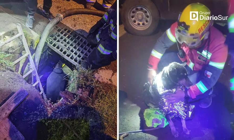 URAT Osorno y bomberos realizan exitoso rescate canino