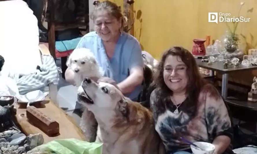 Don Luis Apolo y Cachupín, los perritos más queridos del sur, ahora son amigos