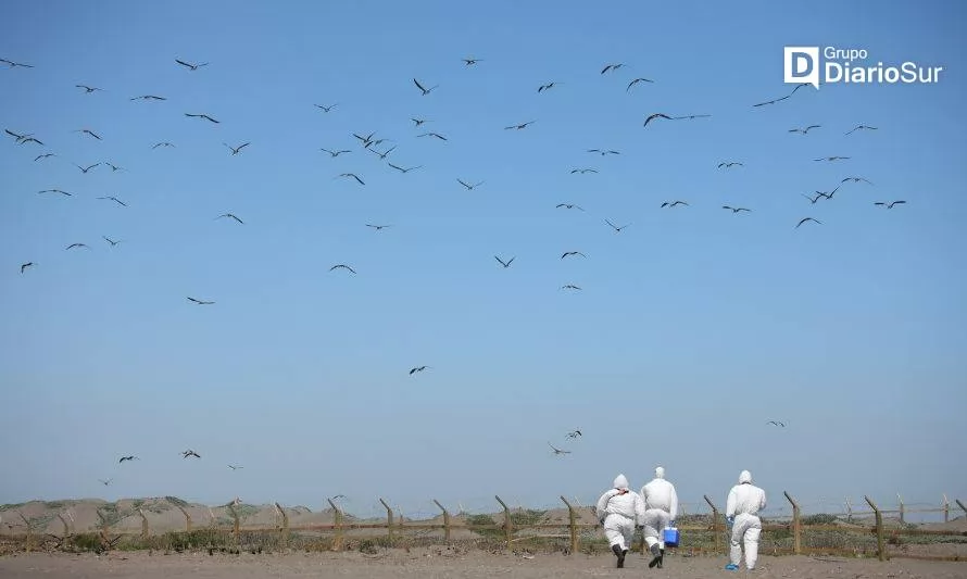 Primeros casos de gripe aviar en Chile: SAG intensifica vigilancia  