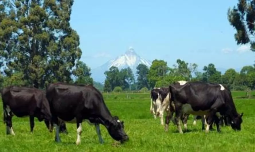 Sociedad Agrícola y Ganadera de Osorno celebra 106 años
