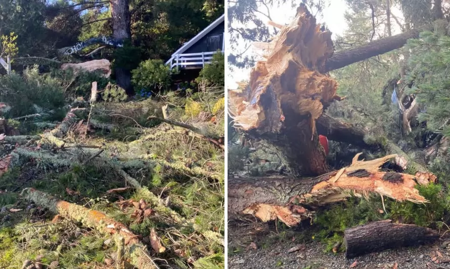 Caída de árbol sobre cabaña deja dos turistas heridos en Puerto Varas