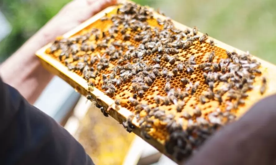 Ministerio de Agricultura hace un llamado a apicultores a proteger su producción con el seguro apícola subsidiado por Agroseguros