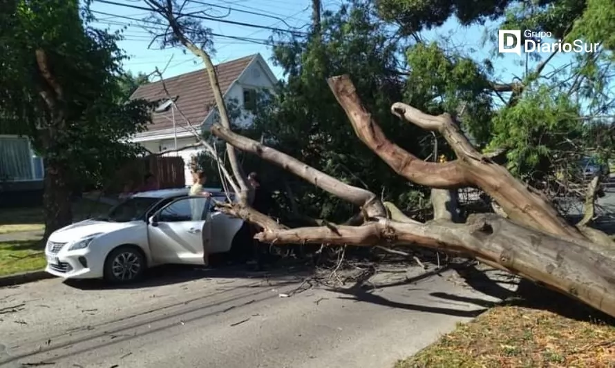Municipio explica qué pasará tras la caída de un árbol sobre un auto