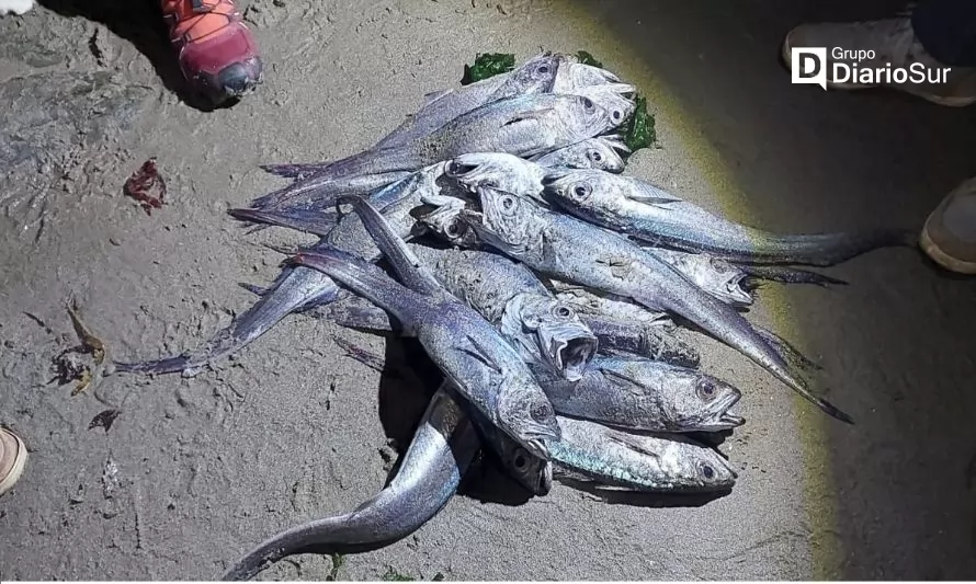 Preocupación por hallazgo de peces muertos en Pucatrihue