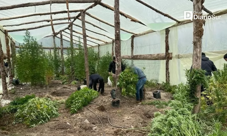 Descubren invernaderos con cultivo de cannabis en medio de la cordillera en Purranque