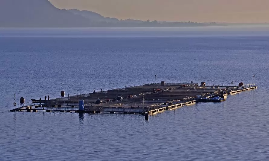 Solicitan medidas de mitigación a empresas salmoneras por escape en Lago Llanquihue