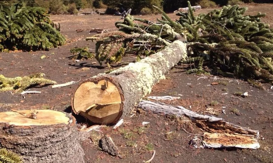 Confirman fallo a inmobiliaria por tala ilegal de bosque nativo