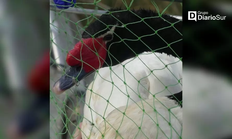 Confirman el primer caso de influenza aviar en la Región de Los Ríos