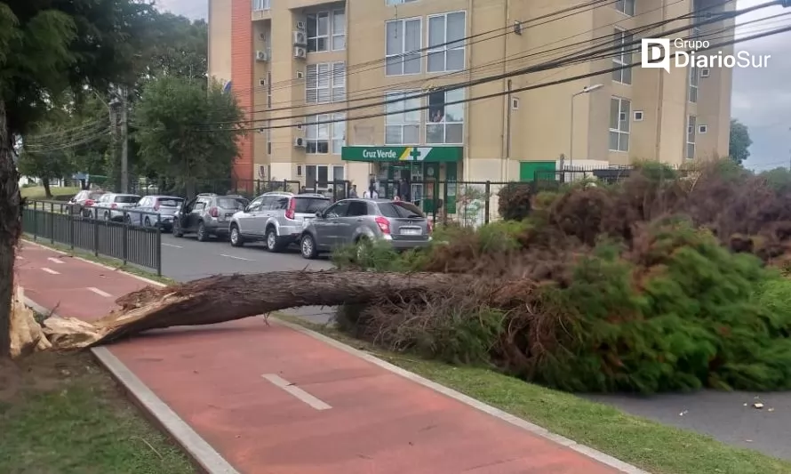 Reportan caída de árbol sobre la vía pública en Osorno